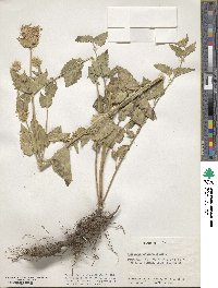 Agastache urticifolia image