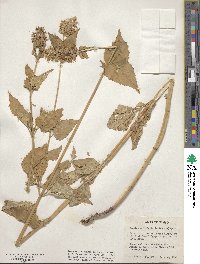 Agastache urticifolia image