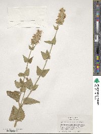 Agastache urticifolia image