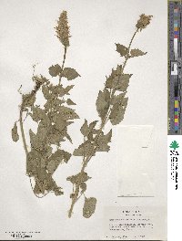 Agastache urticifolia image