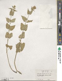 Agastache urticifolia image