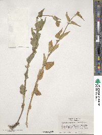 Agastache urticifolia image