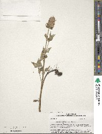 Agastache urticifolia image