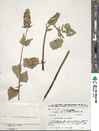 Agastache urticifolia image