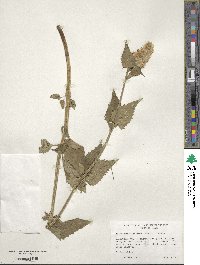 Agastache urticifolia image