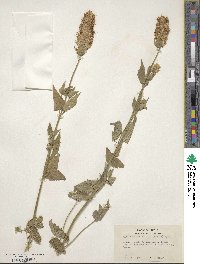 Agastache urticifolia image