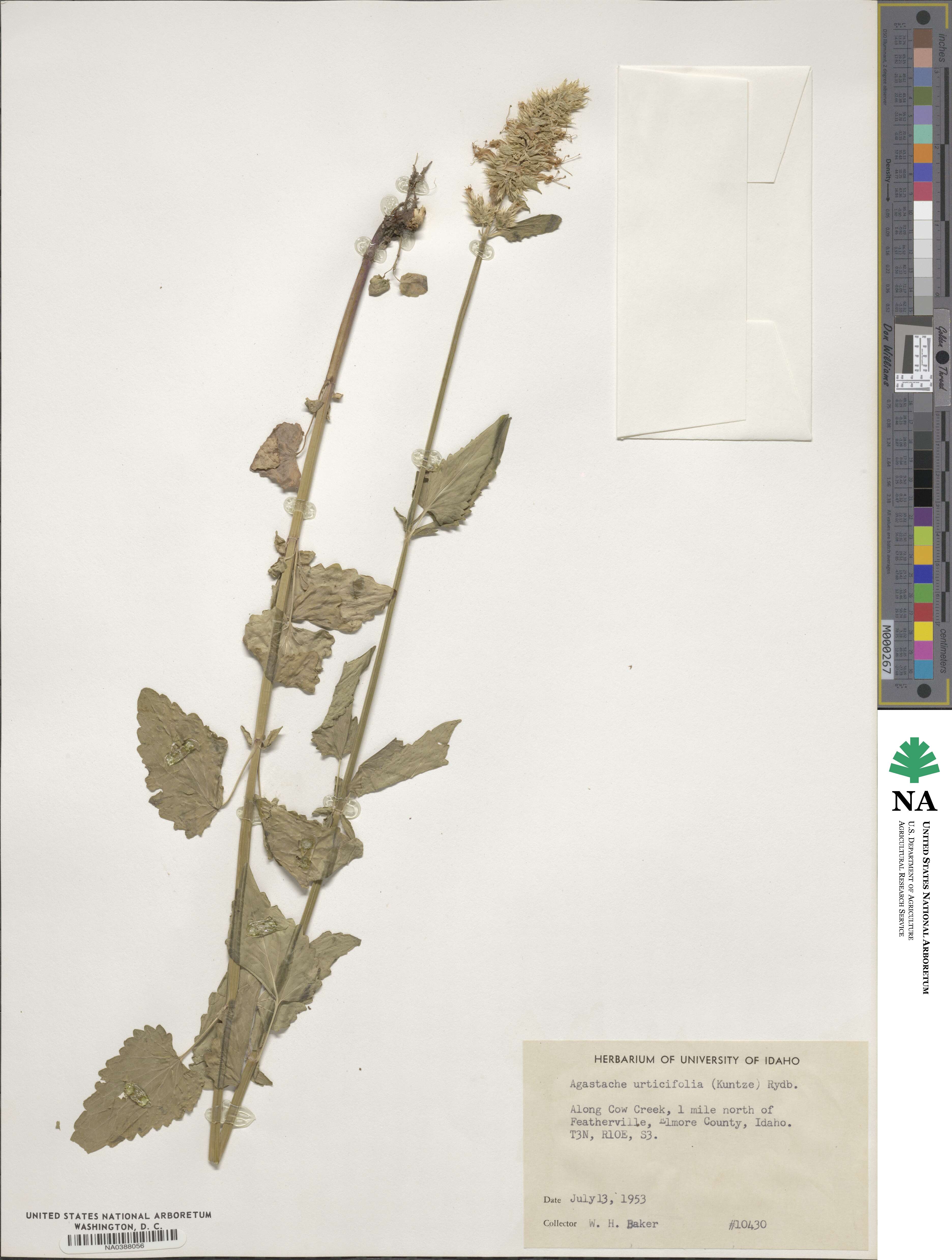 Agastache urticifolia image