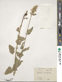 Agastache urticifolia image