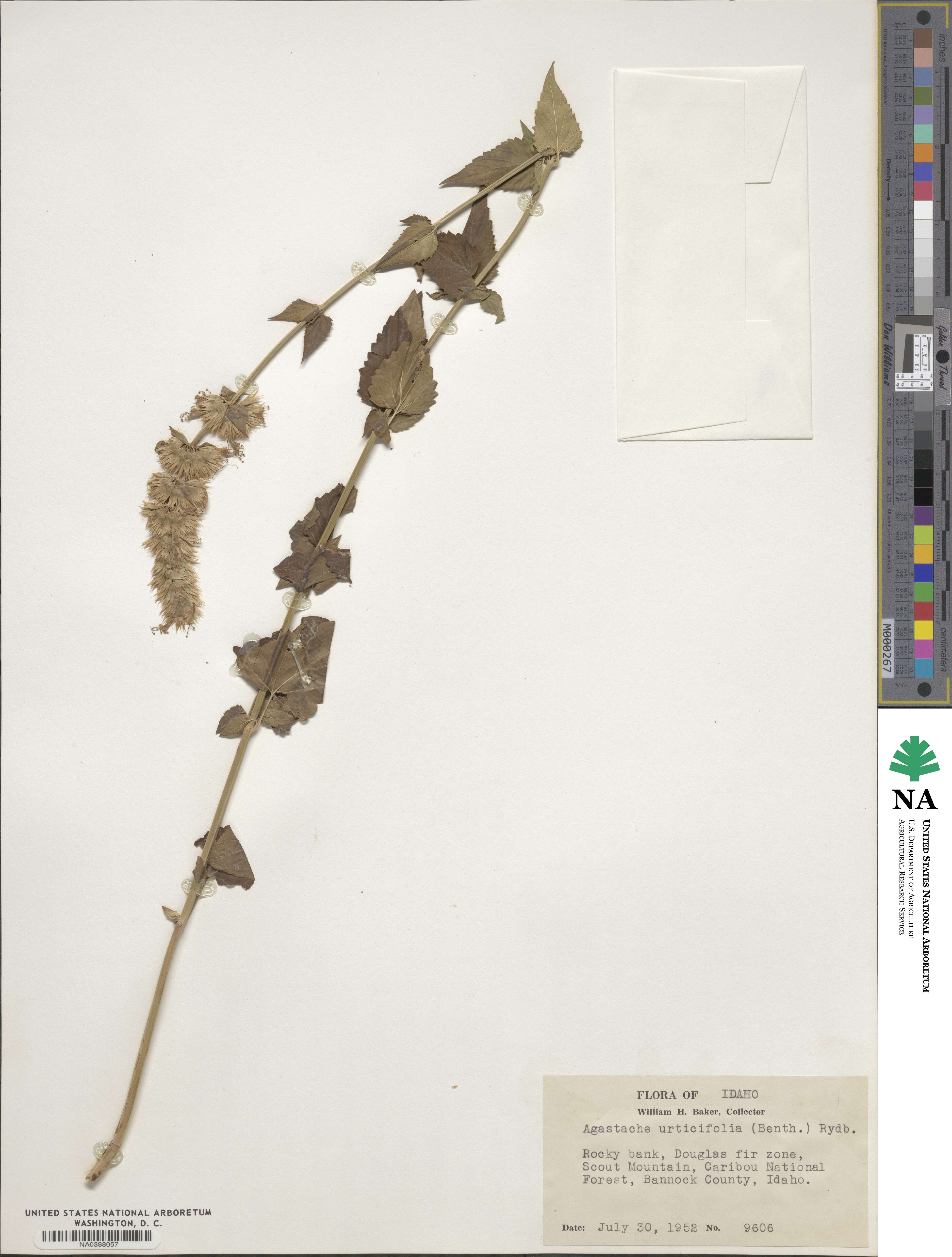 Agastache urticifolia image