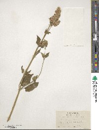 Agastache urticifolia image