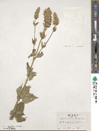 Agastache urticifolia image