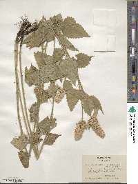 Agastache urticifolia image