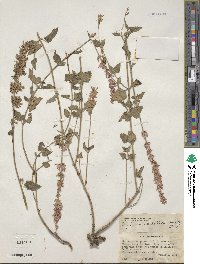 Agastache pringlei image