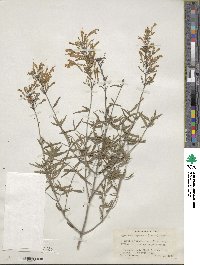 Agastache rupestris image