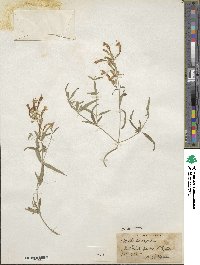 Agastache rupestris image