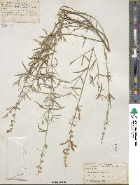 Agastache rupestris image