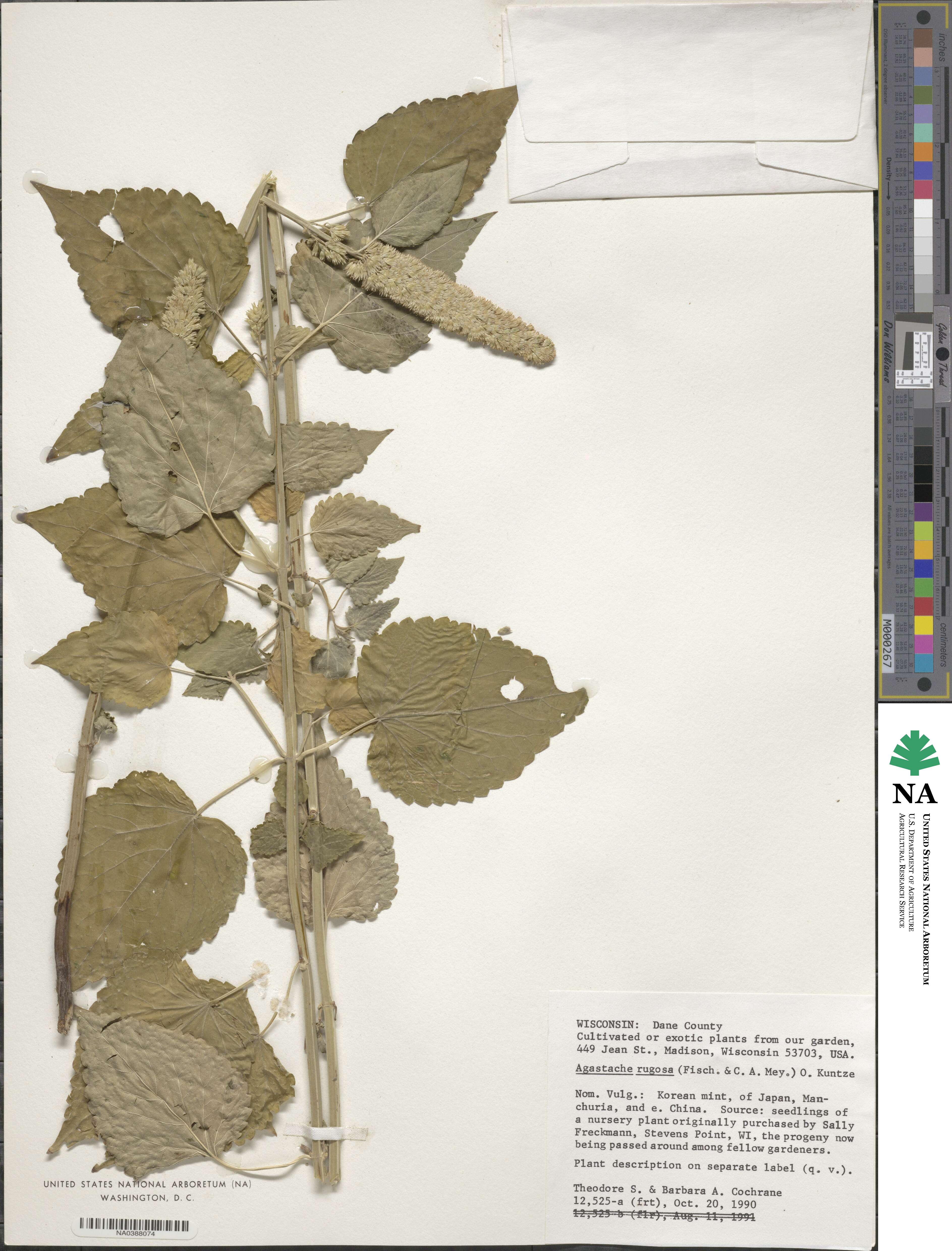 Agastache rugosa image