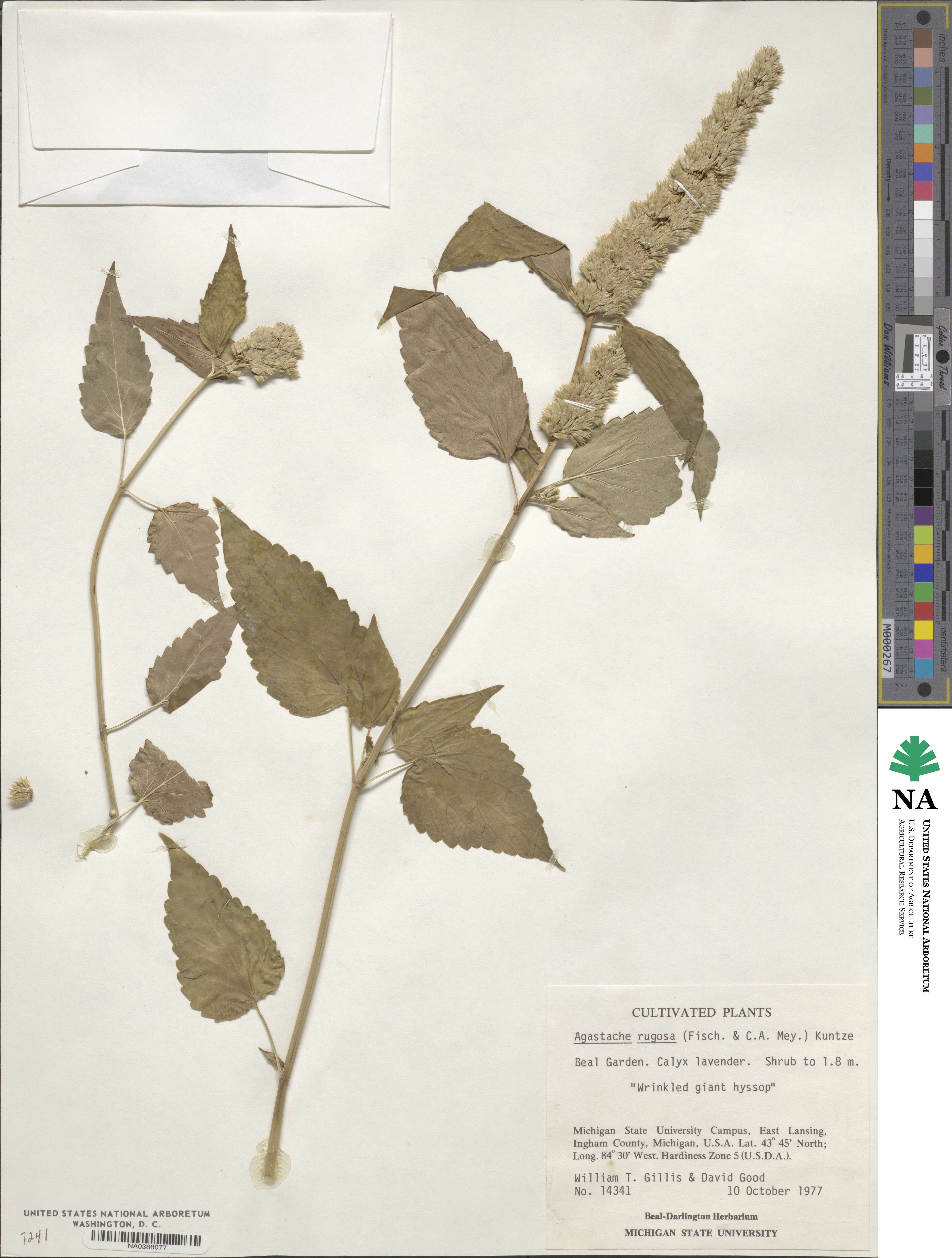 Agastache rugosa image