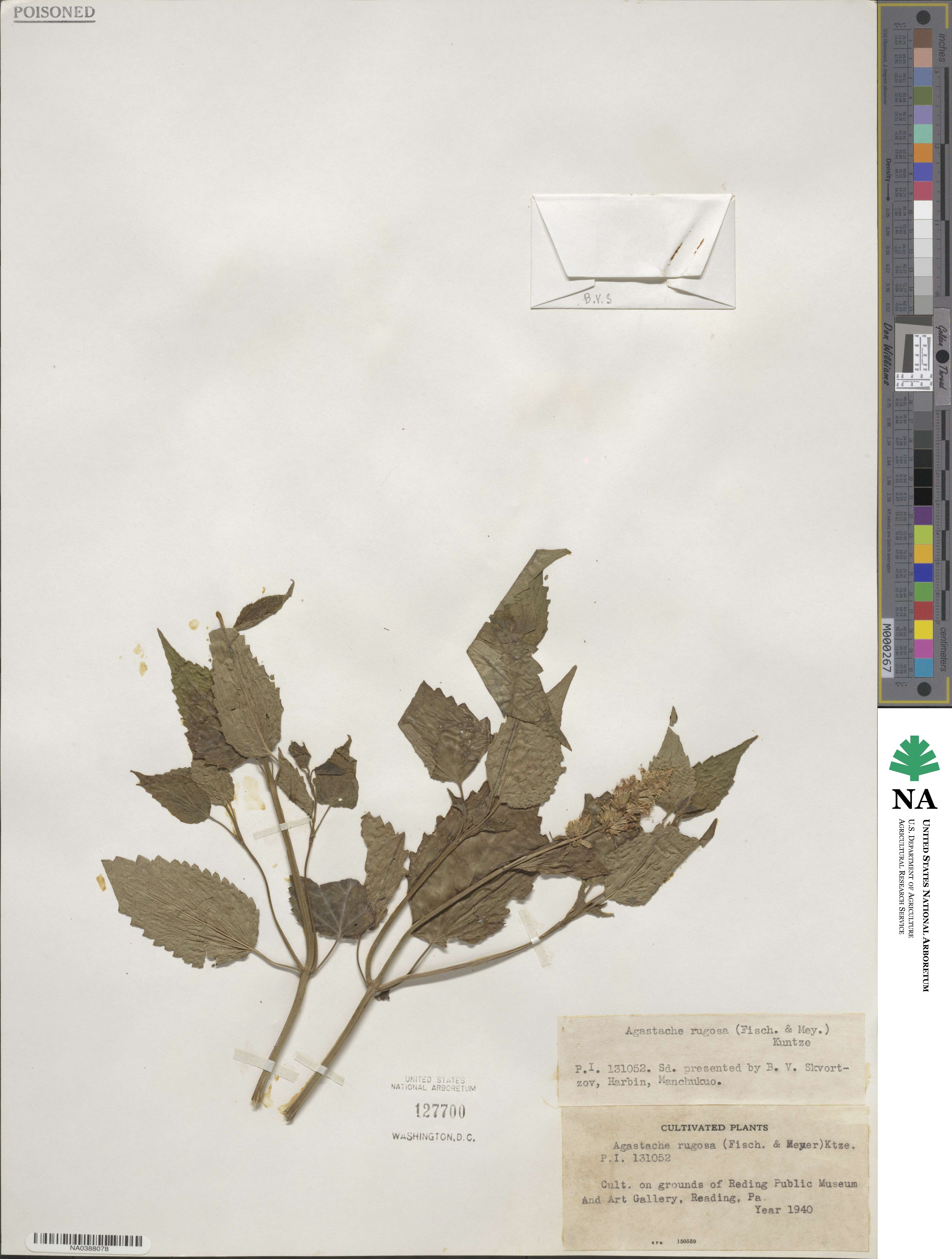 Agastache rugosa image