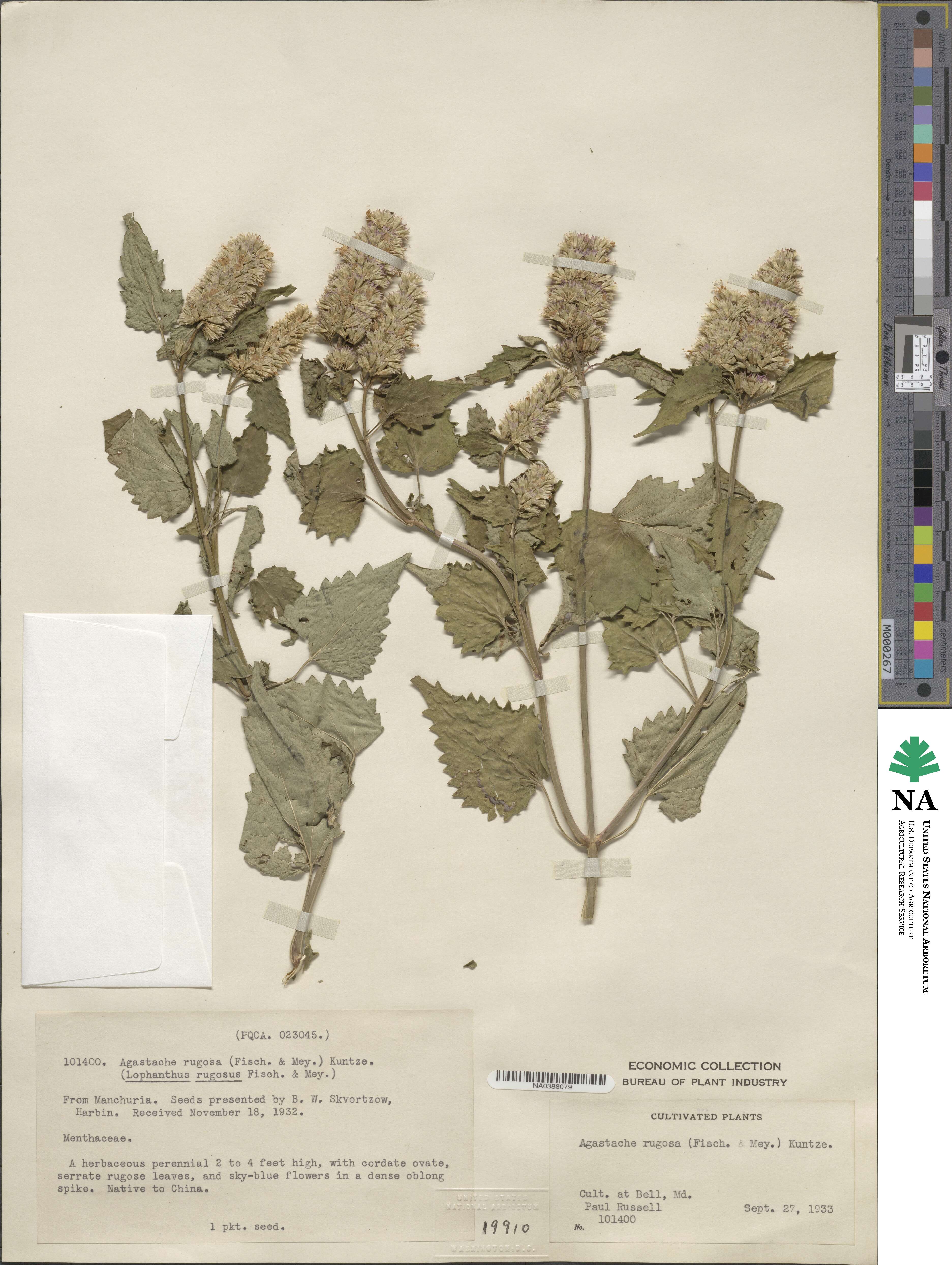 Agastache rugosa image