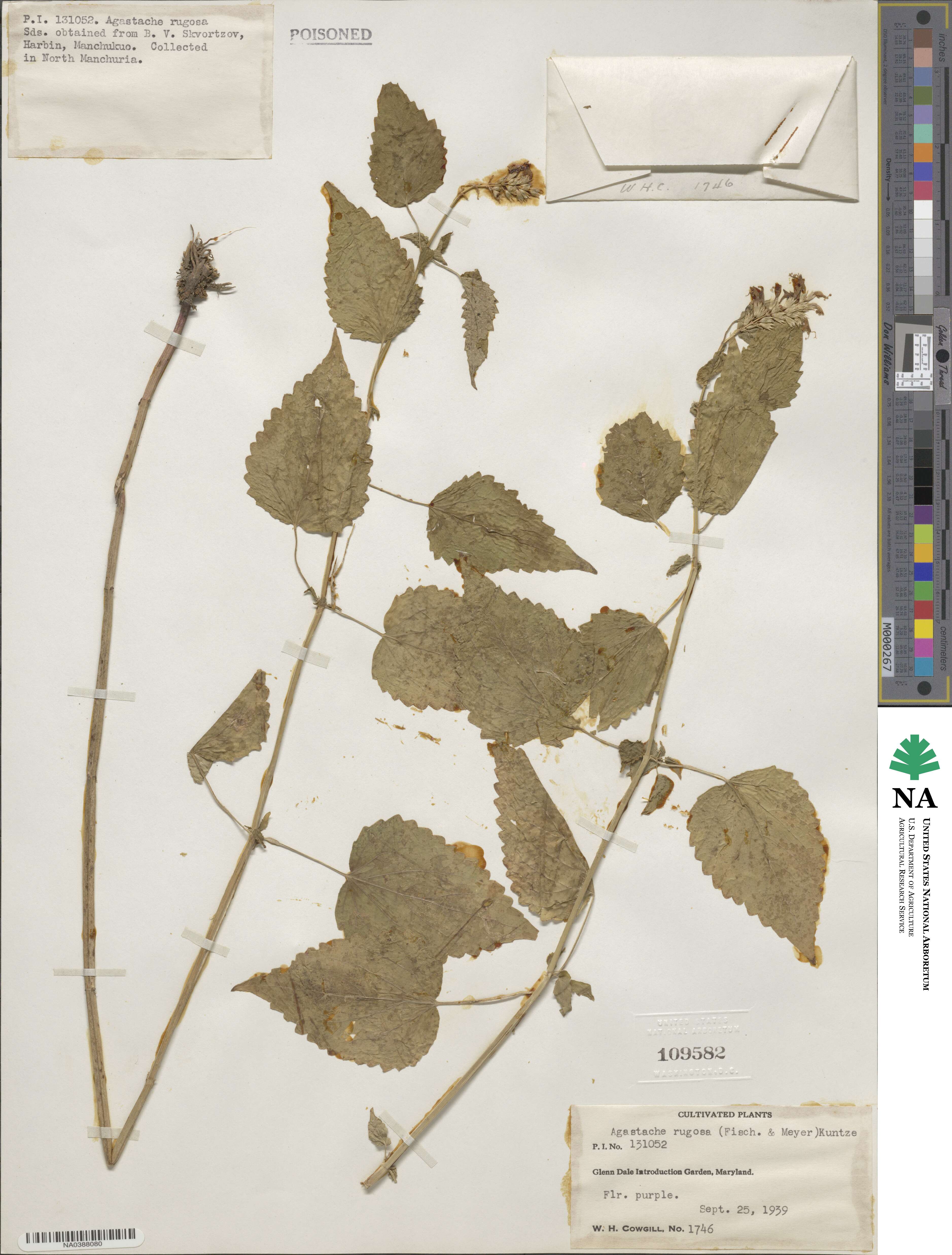 Agastache rugosa image
