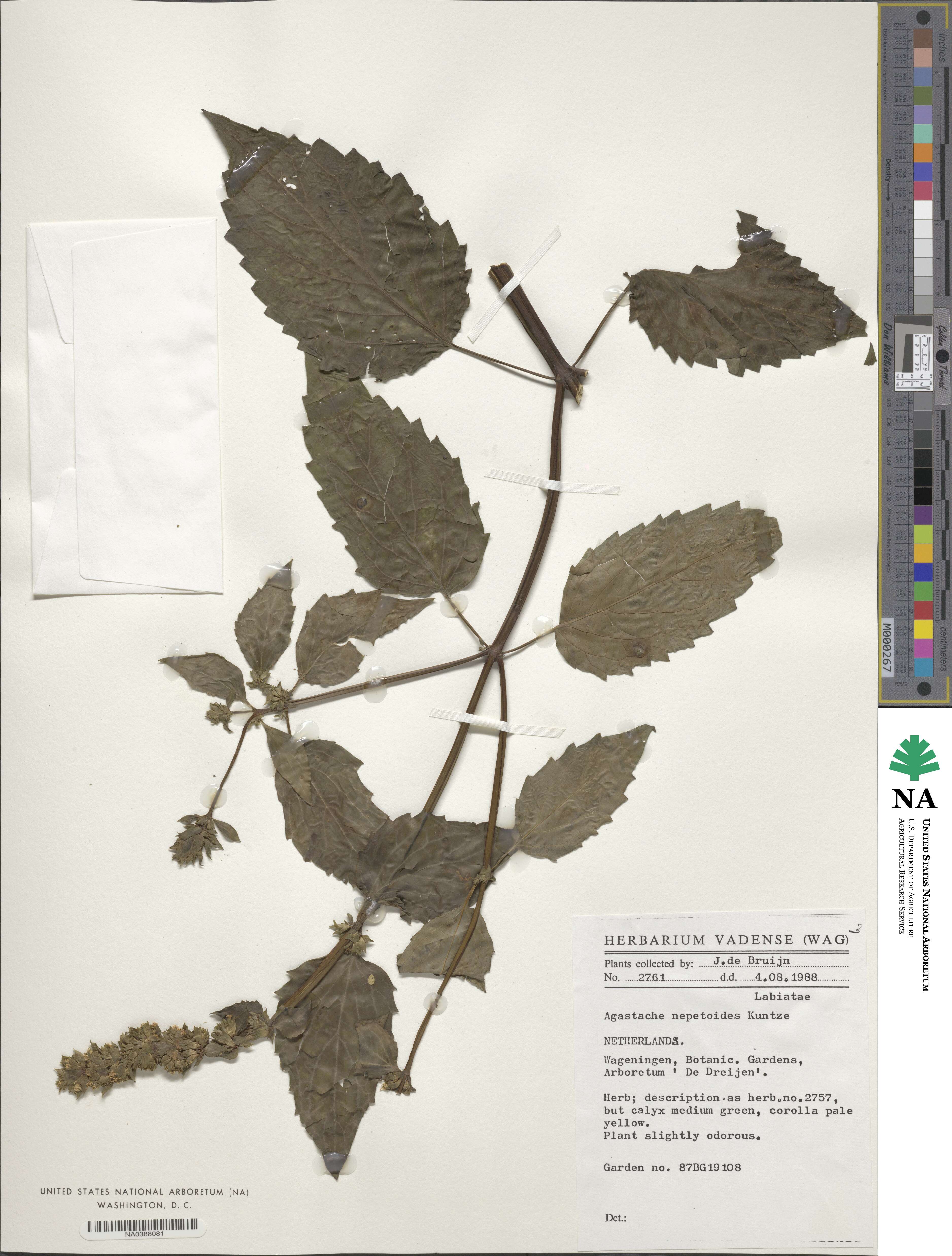 Agastache nepetoides image