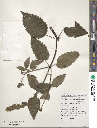 Agastache nepetoides image