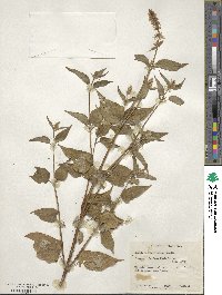 Agastache foeniculum image