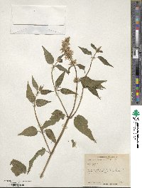 Agastache foeniculum image