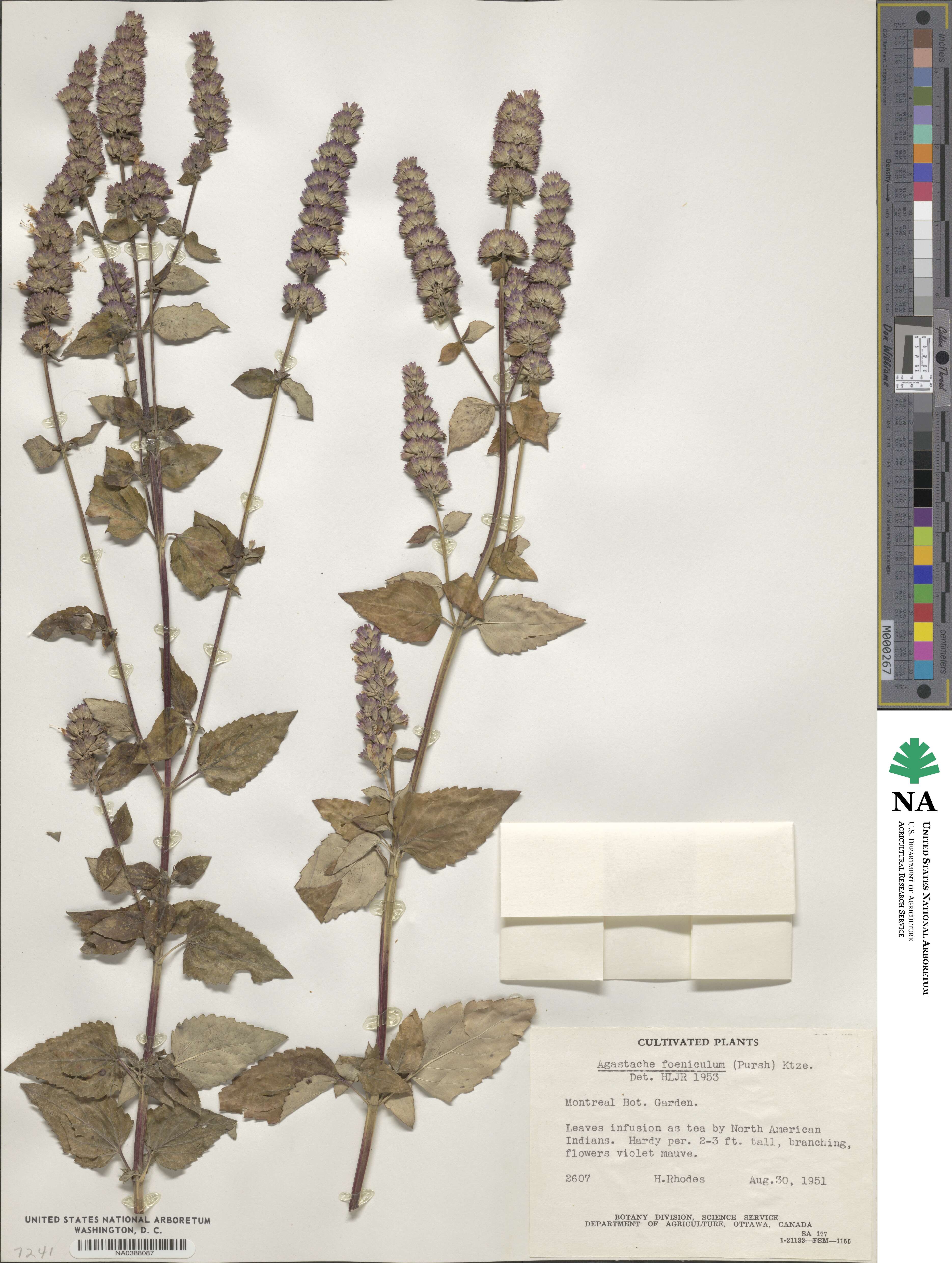 Agastache foeniculum image