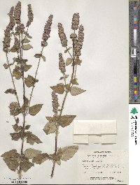 Agastache foeniculum image