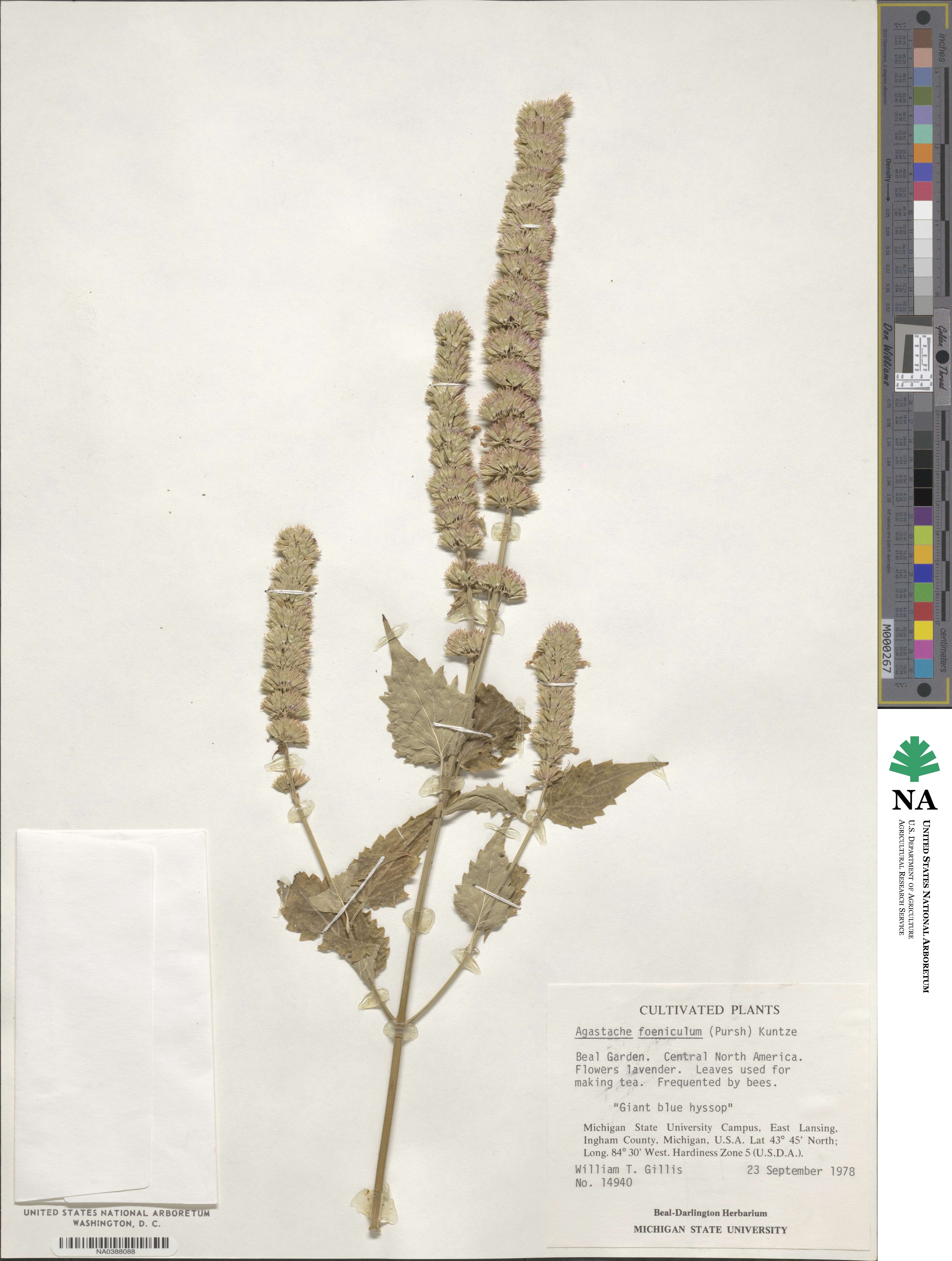 Agastache foeniculum image