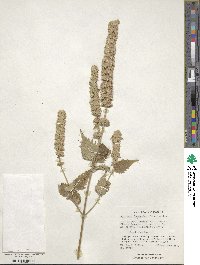 Agastache foeniculum image