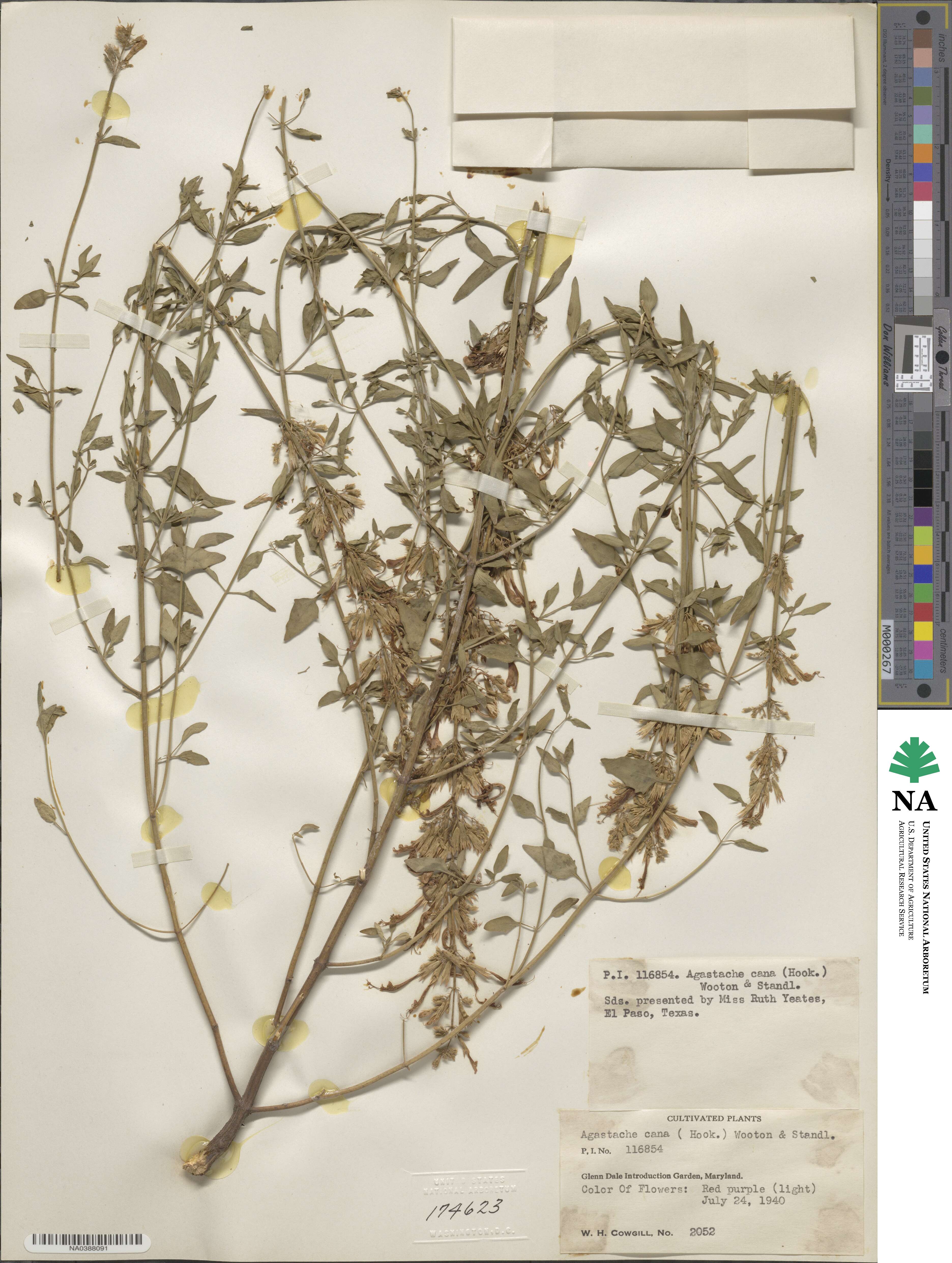 Agastache cana image