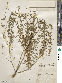 Agastache cana image