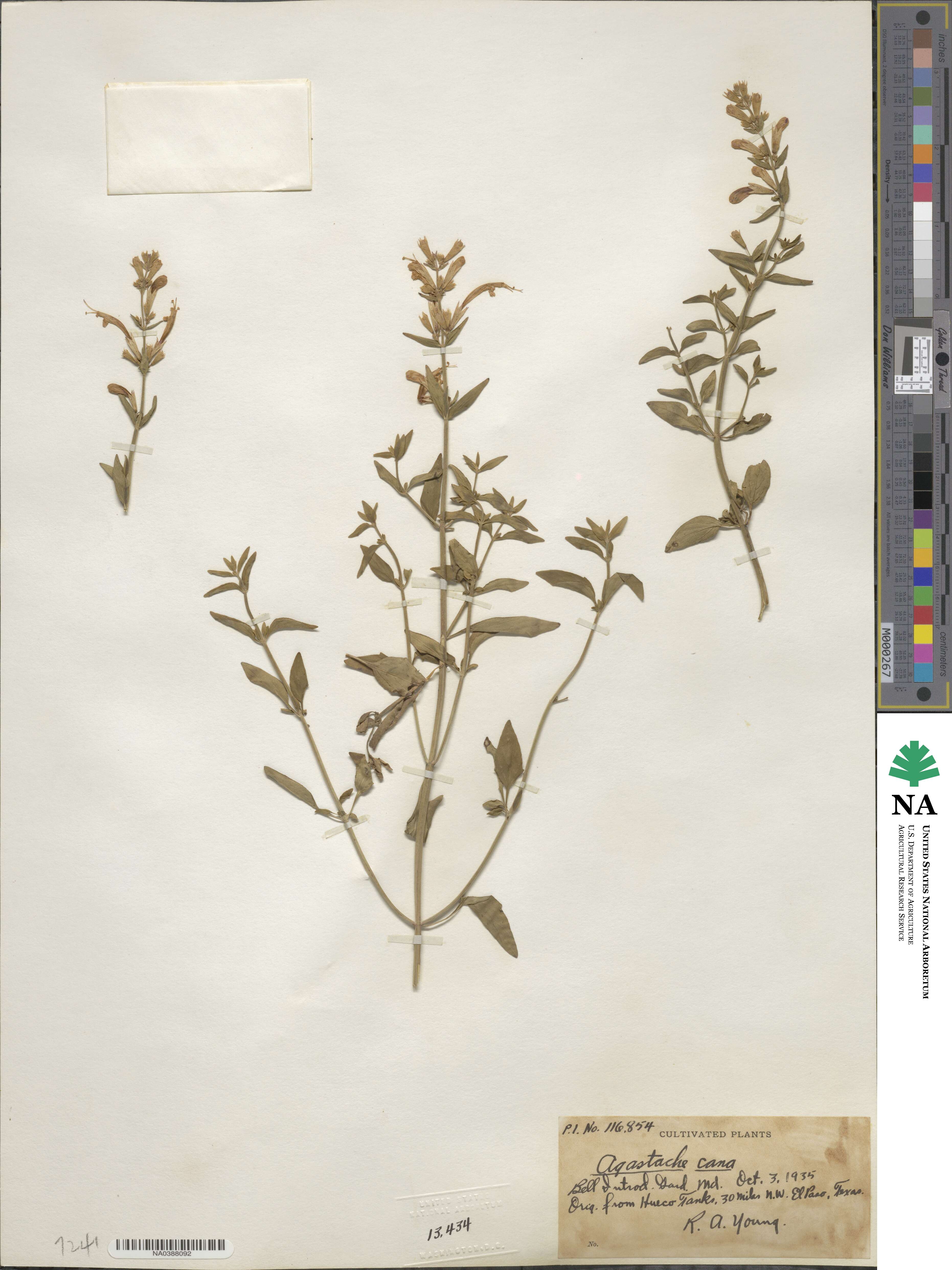 Agastache cana image