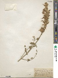 Agastache cana image