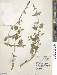 Agastache breviflora image