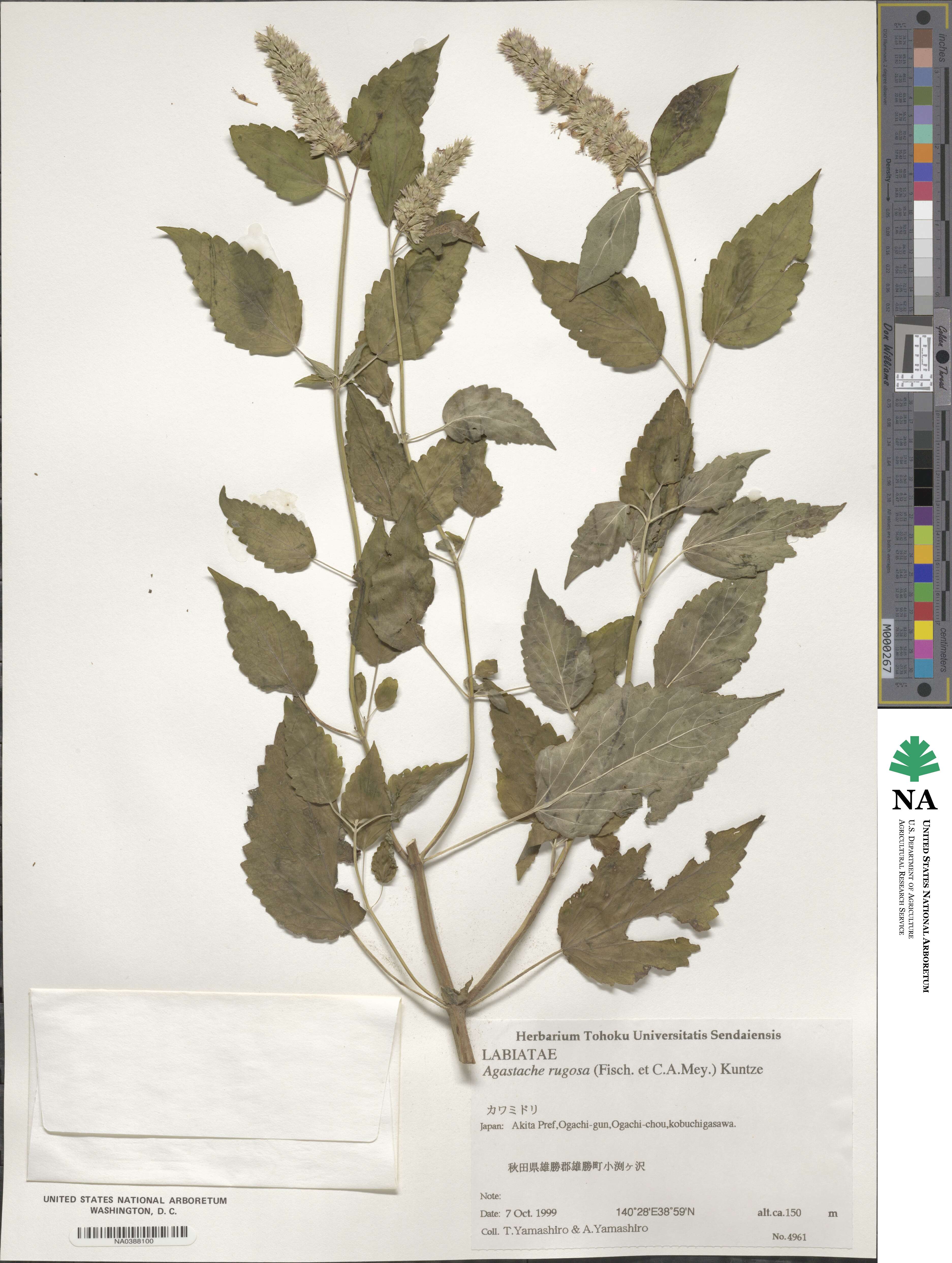 Agastache rugosa image