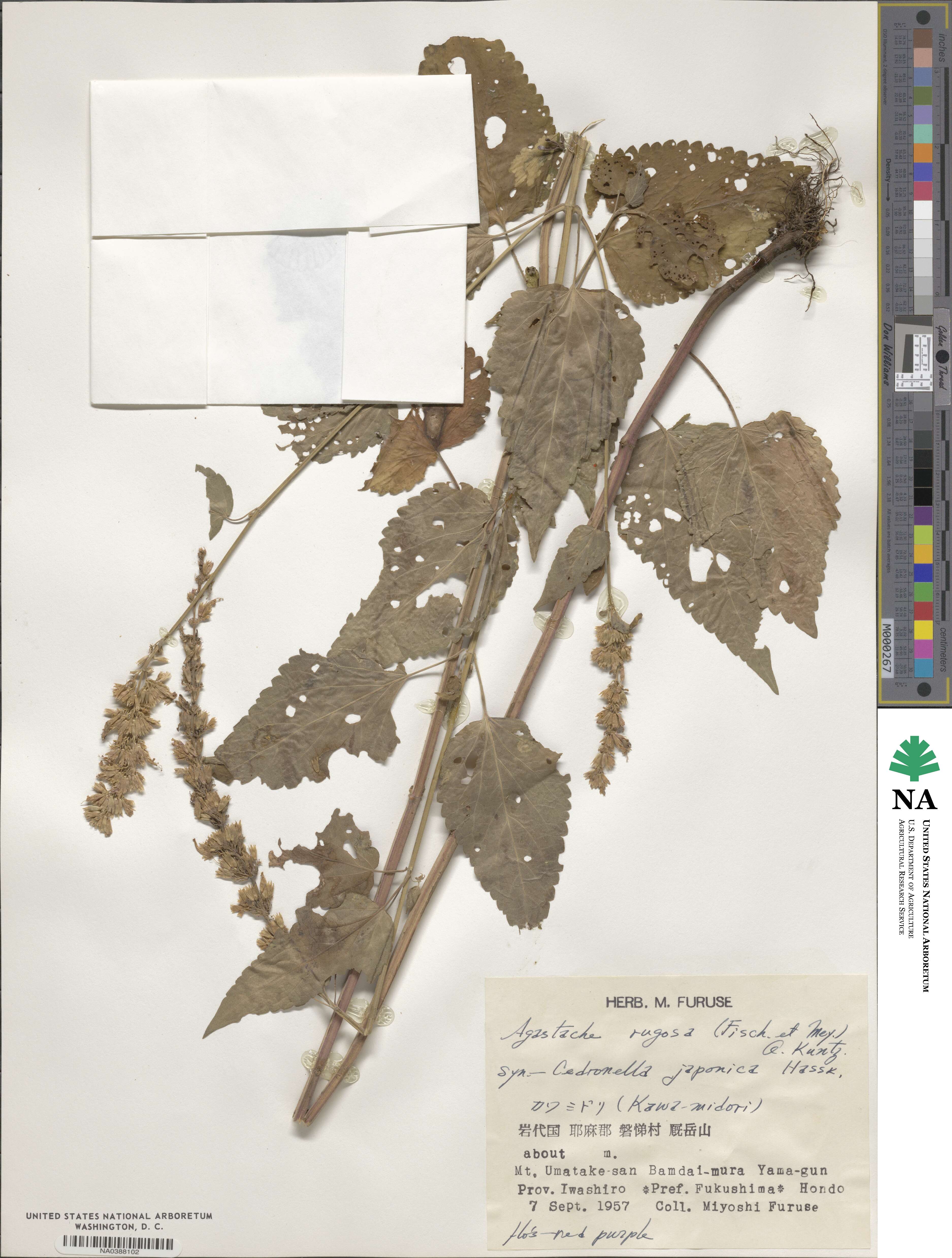 Agastache rugosa image