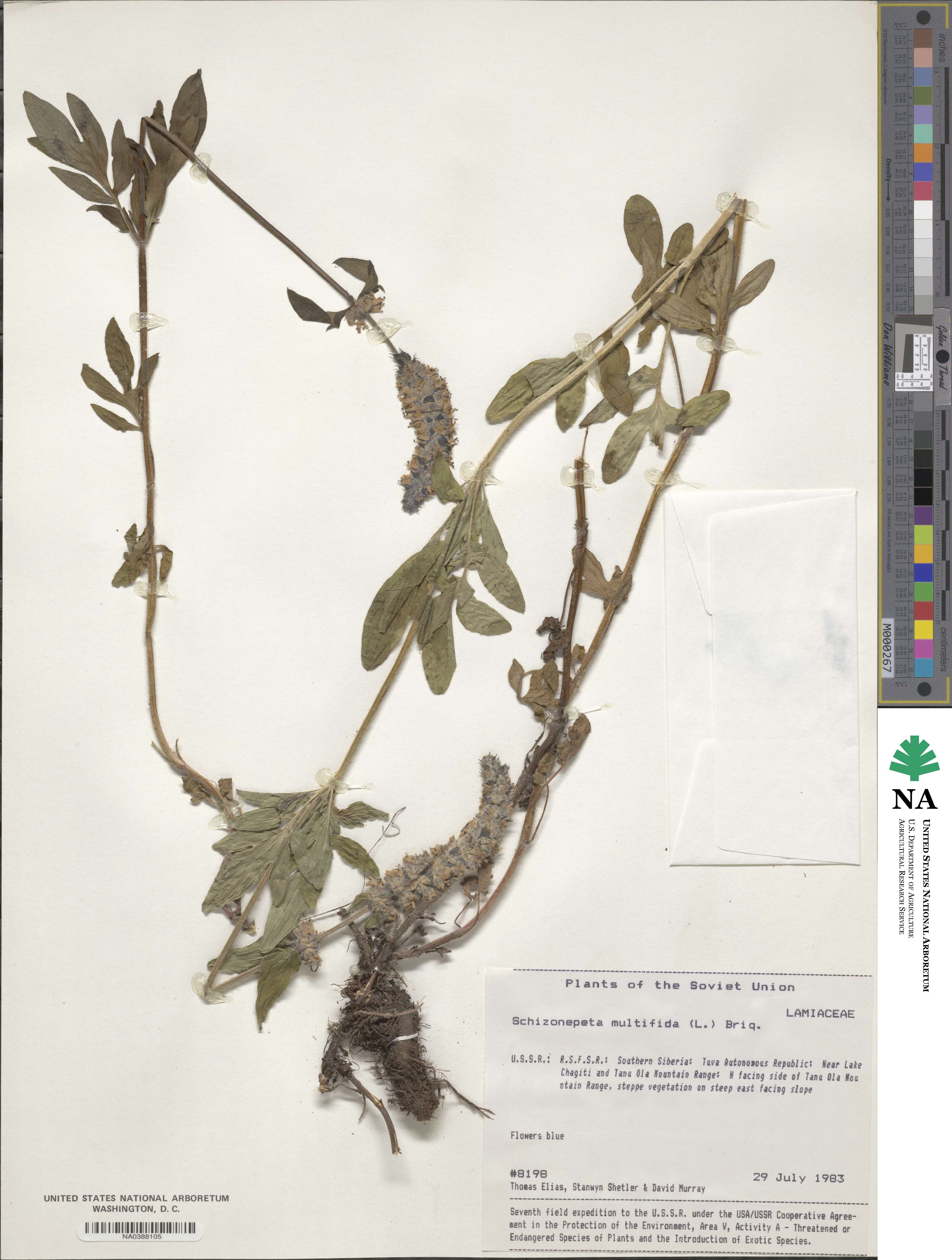 Nepeta multifida image