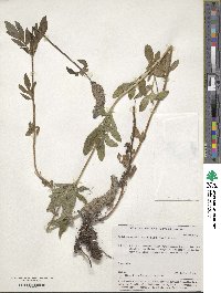 Nepeta multifida image