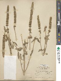 Agastache micrantha image