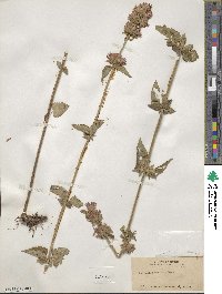 Agastache mexicana image