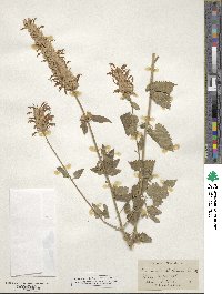 Agastache mexicana image