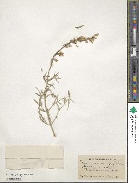 Agastache cana image