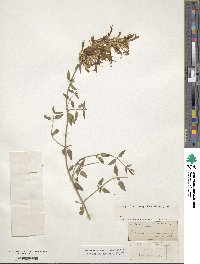 Agastache cana image