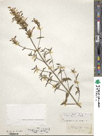 Agastache cana image