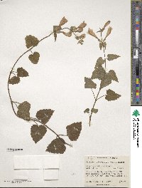 Meehania urticifolia image