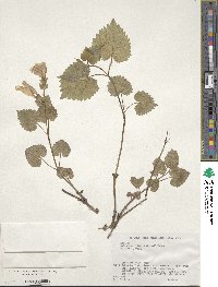 Meehania urticifolia image